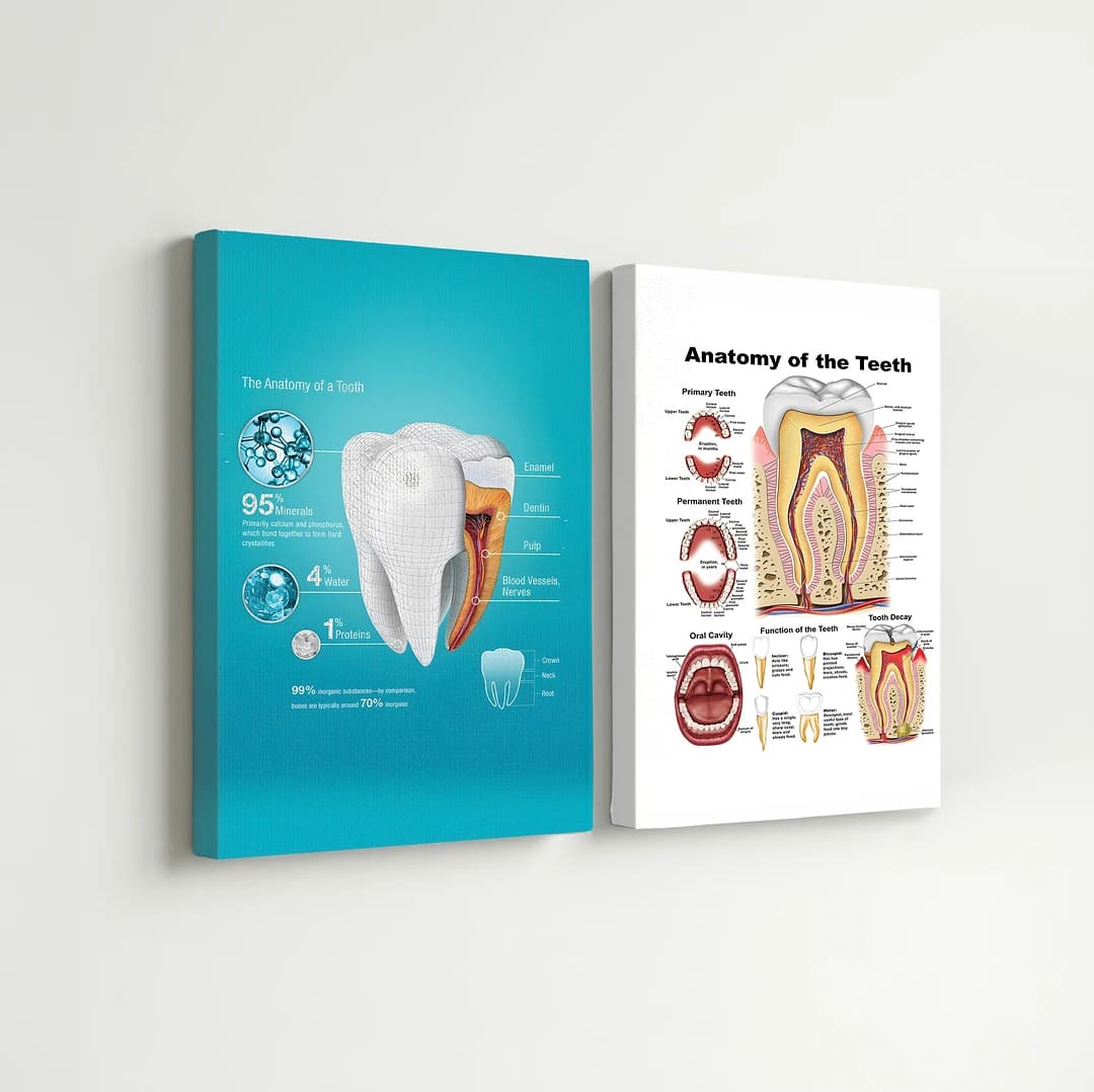 Dental Infographics - Cadre Décoratif X2 GRAND